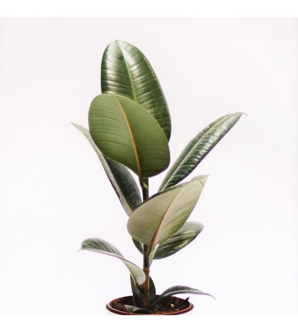 Ficus Elastica, rubber fig, rubber bush, rubber tree, rubber plant
